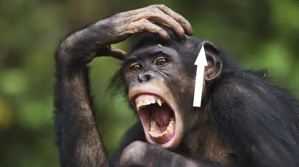  Bonobos are just as aggressive as chimps, but there's a key difference — the female bonobos 