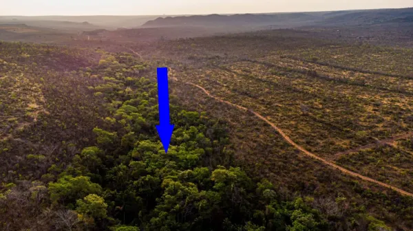  Brazil's underprotected Cerrado savanna stores a staggering amount of carbon, study finds 