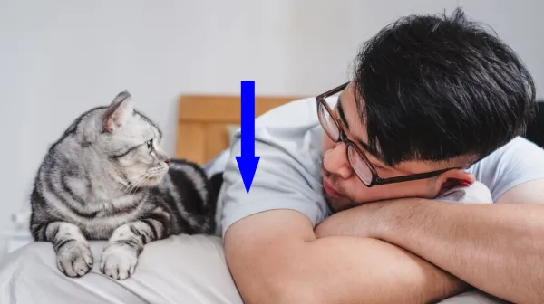 Кошки как паразиты человеческих обществ: почему мы так близки к ним?