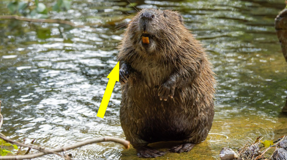 Живые экосистемы спасают планету от углеродного давления