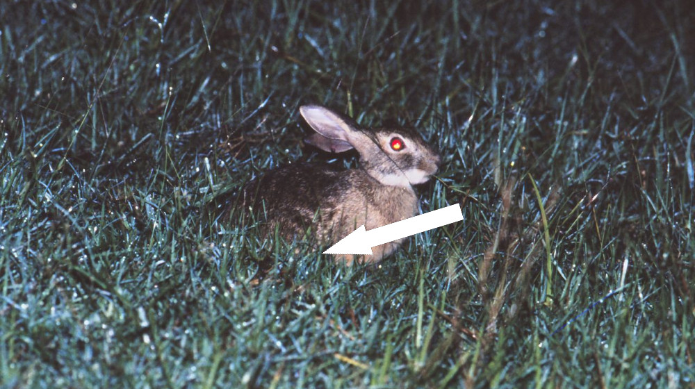  Critically endangered hare spotted in surprising location for the first time in 40 years — but it was already dead 