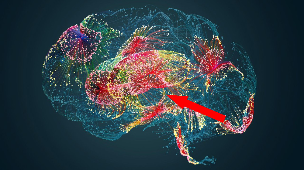  Brain aging results from a loss of control over how genes are regulated, mouse study suggests 