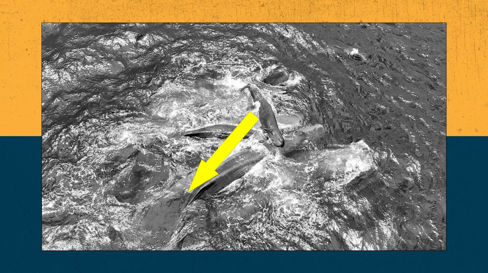  Live Science Today: Jaw-dropping first glimpse of sperm whale birth and how NASA is turning astronauts into test subjects 