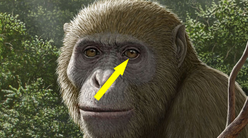 Древние обезьяны возрастом 18 миллионов лет найдены в Африке, и это случилось в неожиданном месте