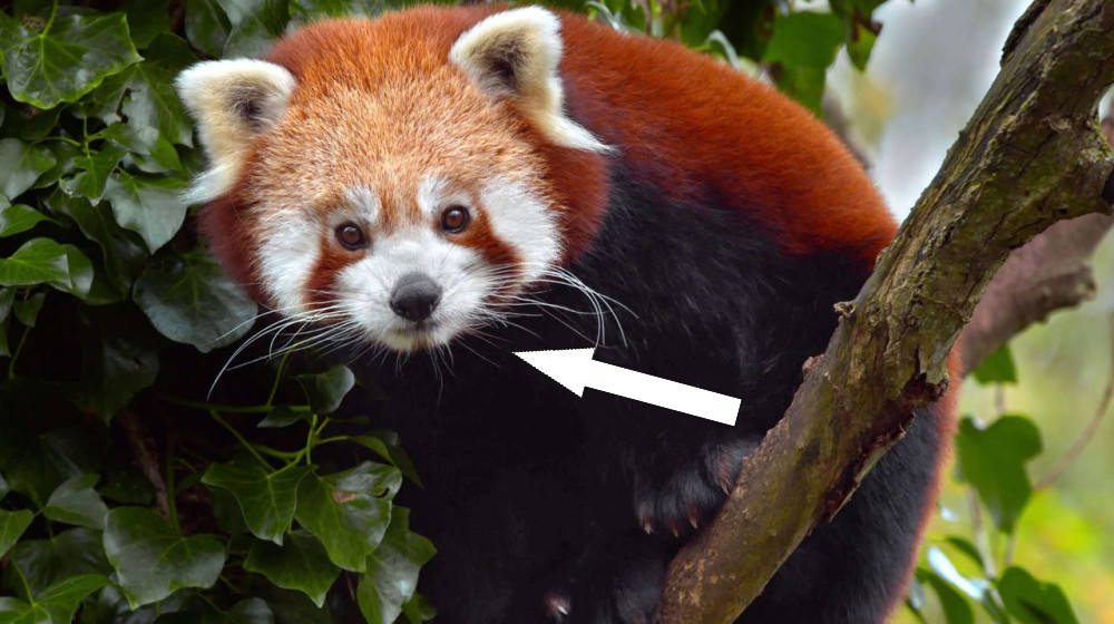 Откройте для себя чудеса природы прямо у себя дома с этим выгодным предложением Paramount+