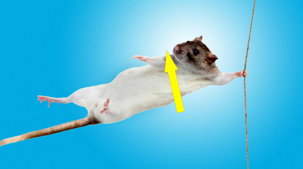 Микроб в кишечнике из Средиземноморья делает мышц stronger