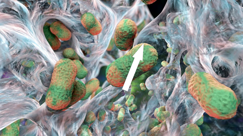 Учёные обнаружили у супербактерий слабое место, которое может их уничтожить