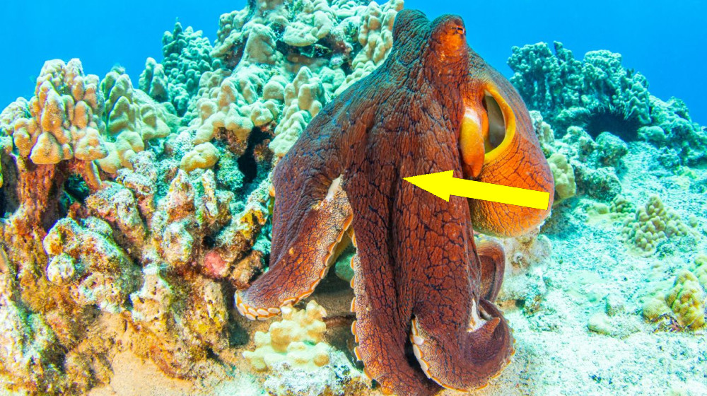 ТЕСТ НА ЛЮБИТЕЛЯ ЦЕФАЛОПОДОВ Ты действительно в курсе удивительных тайн осьминогов