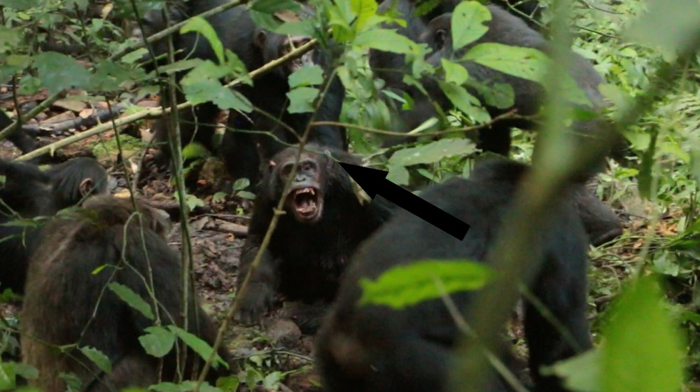  Chimpanzees in Uganda are locked in a deadly 'civil war' after their group split apart — and scientists don't know why 