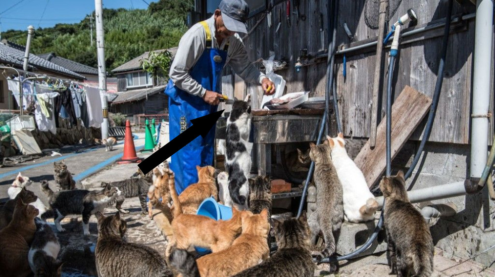 Таинственный остров Аошима: японский остров кошек, где их больше, чем людей