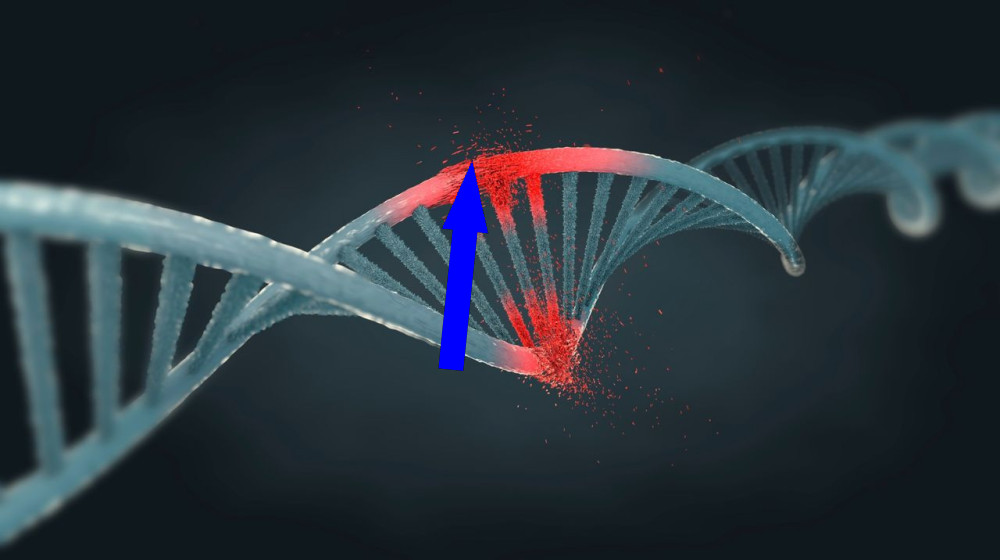 Одна измененная буква в ДНК самки мыши вызывает рост мужских гениталий