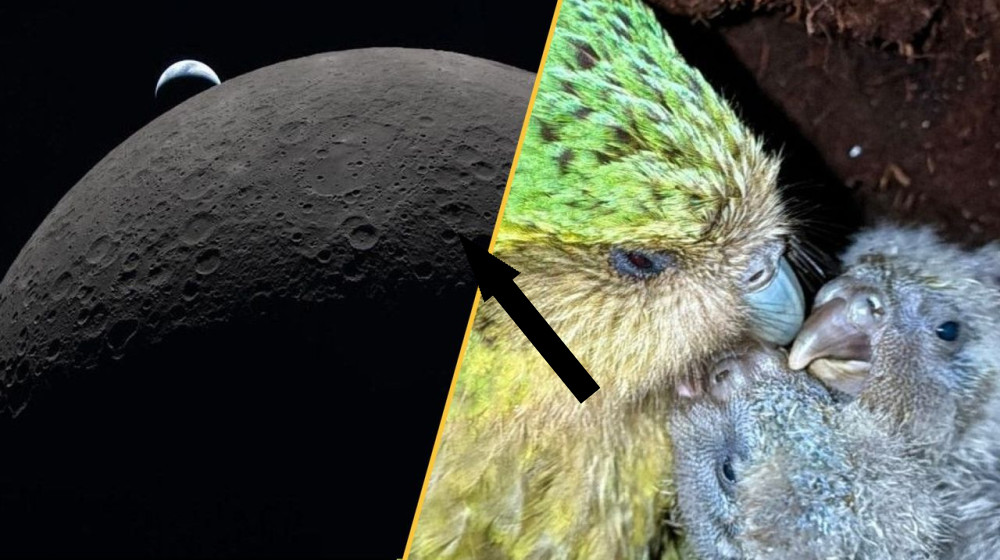 Космическое возвращение, птичьи рекорды и таинственные загрязнения — наука на этой неделе