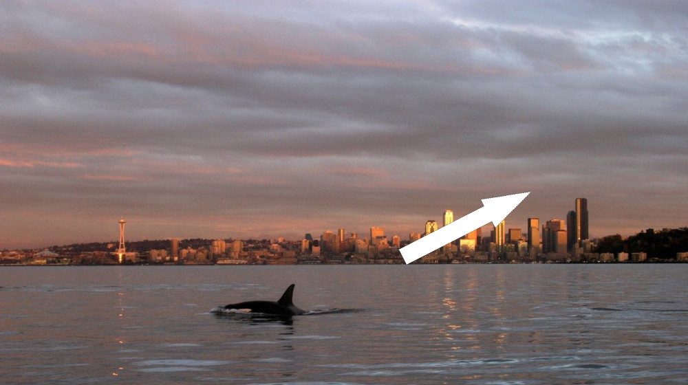  'More questions than answers': Experts baffled by Alaskan mammal-eating orcas spotted near Seattle 