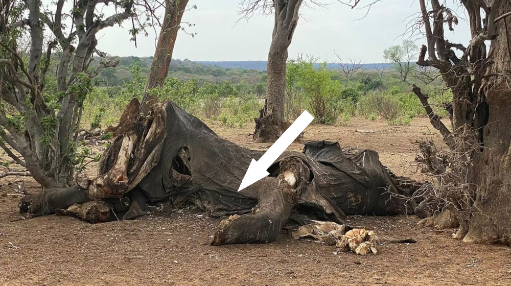  Human ancestors butchered and ate elephants 1.8 million years ago, helping to fuel their large brains 