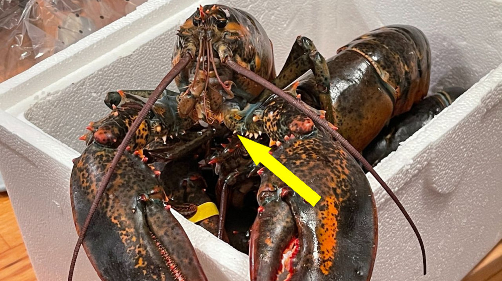  New study confirms lobsters feel pain, driving scientists to call for a ban on boiling them alive 