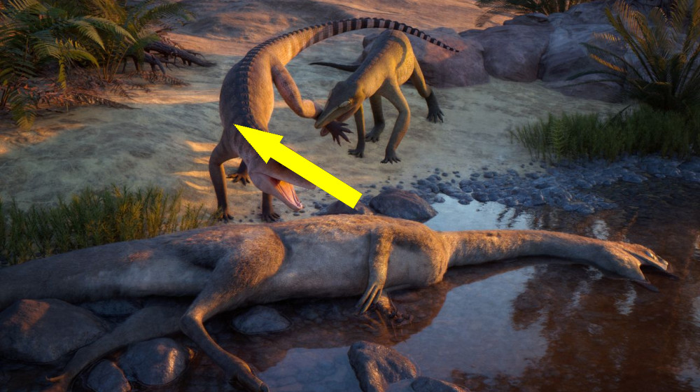 Долгие годы в темных закромах музея: загадочный предок крокодилов из триасового периода наконец-то раскрыт