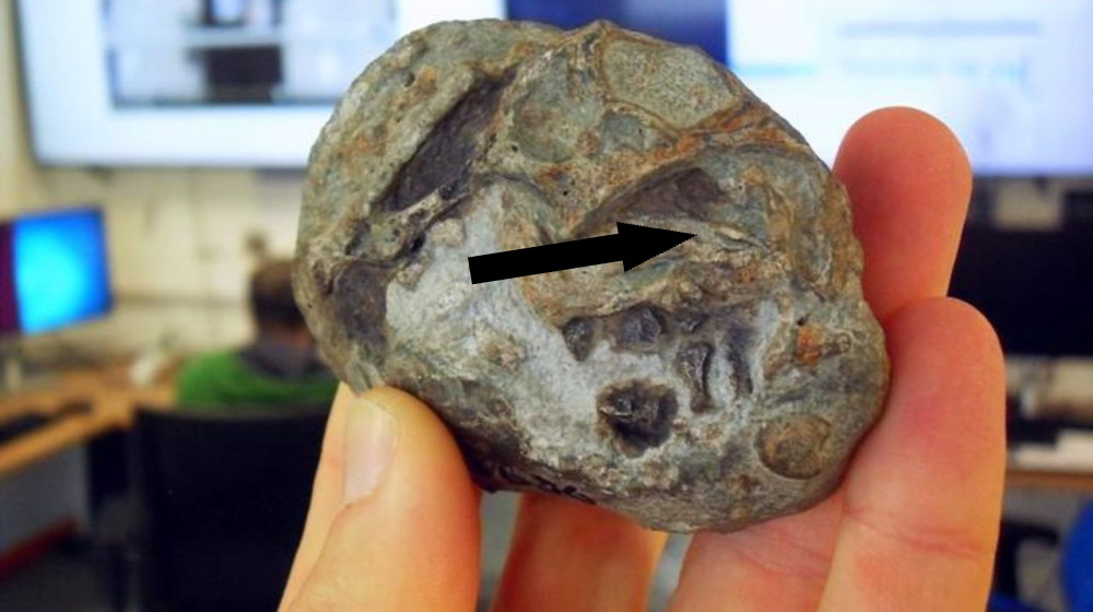  Strange mammal ancestor laid huge, leathery eggs —‬ and it was key to surviving the world's worst mass extinction 