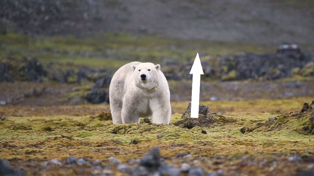  Some polar bears are adapting to their melting habitat. Will it be enough to save the iconic species? 