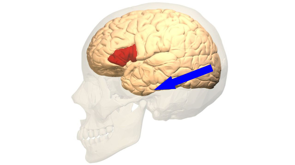 Тайна языковых зон мозга раскрыта. Что произошло в 1861 году?