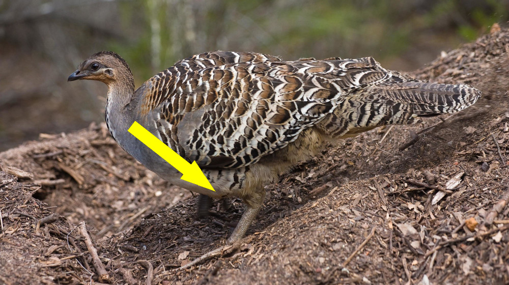 Живые головы: правда ли, что куры могут бегать после отключения?