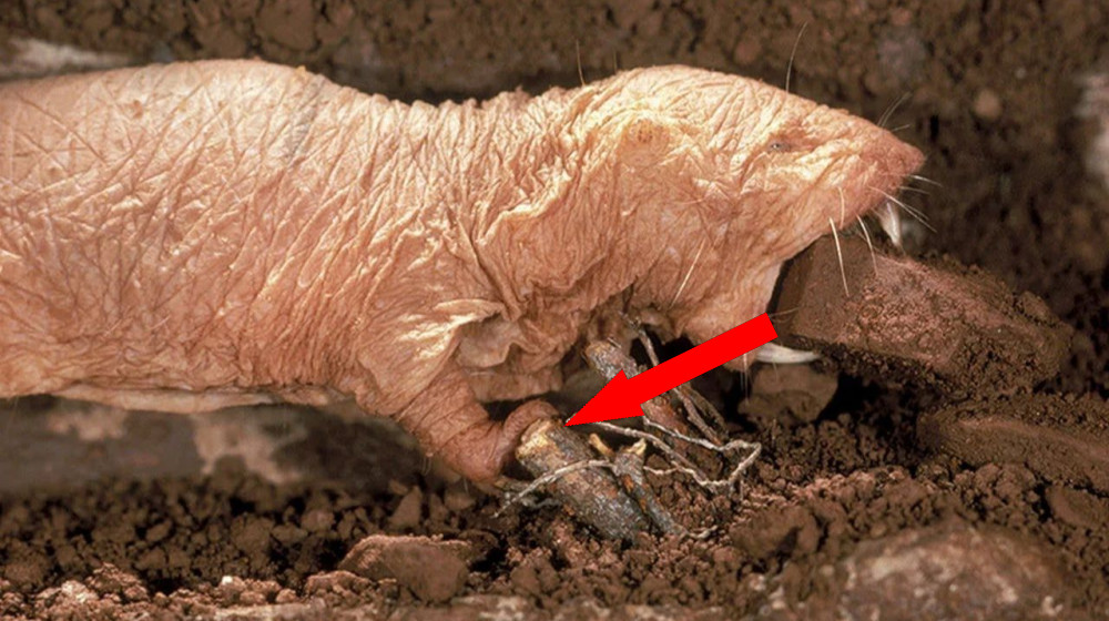  Naked mole rats wage bloody wars of succession to choose a new queen — but one colony did something scientists have never seen before 