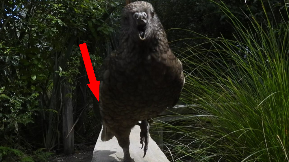 Паралич клюва не остановил его на пути к победе: удивительная история попугая-бойца