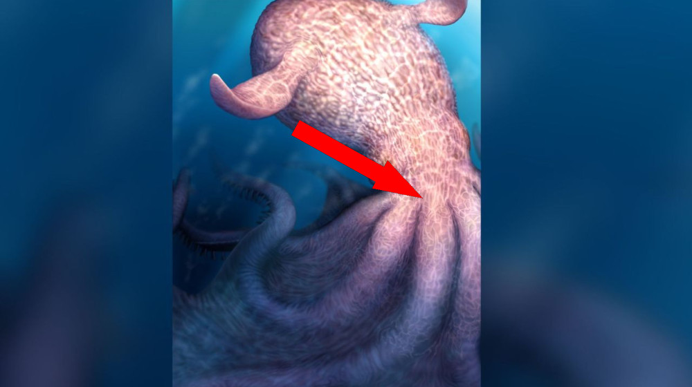 Дракон морских глубин: как гигантский октопус эпохи динозавров правил океанами