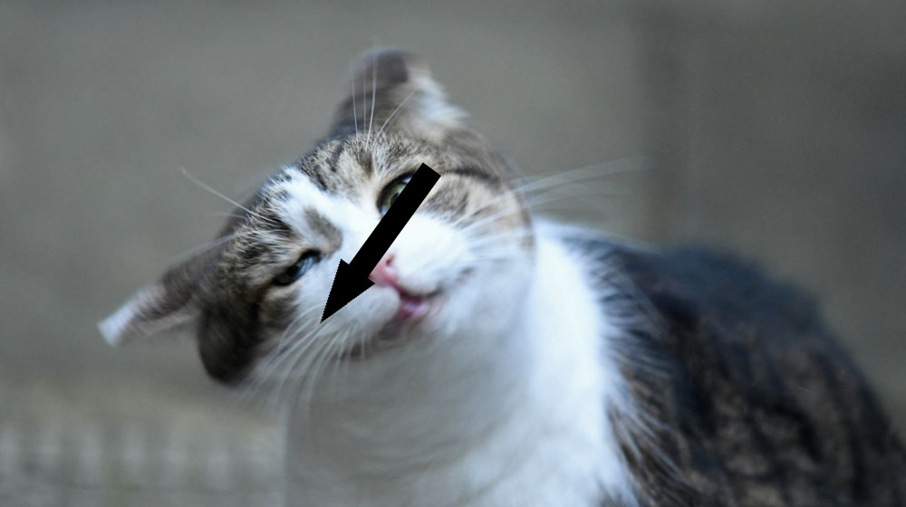 Почему коты и собаки трясут головой и что это значит для их здоровья