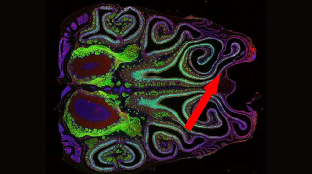 Уникальная карта носа мыши раскрывает тайны об ощущении запахов