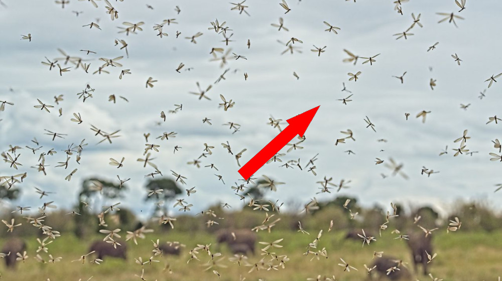 Как малярия изменила маршрут человечества в Африке