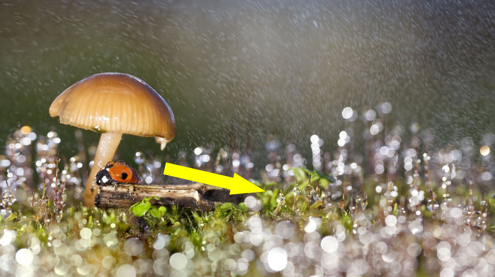  Some fungi can influence the weather ‪—‬ and now we know how they do it 