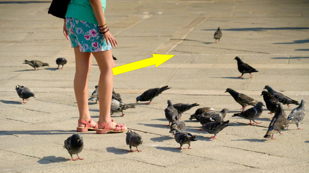  City birds appear to like men more than women, but experts have no idea why 