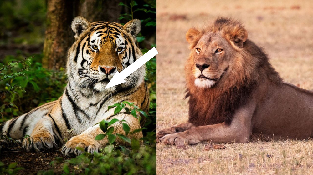   What's the difference between a lion and a tiger? 
