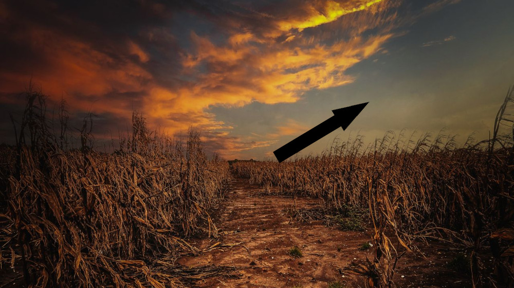  'Food insecurity is no longer just about low-income countries': Environmental economist explains how climate change is pushing agricultural systems to the brink 