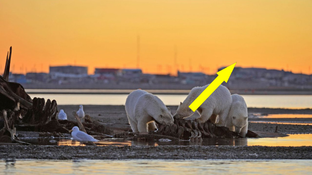  More polar bears are approaching human sites as the climate warms, and it's not just the skinny ones 