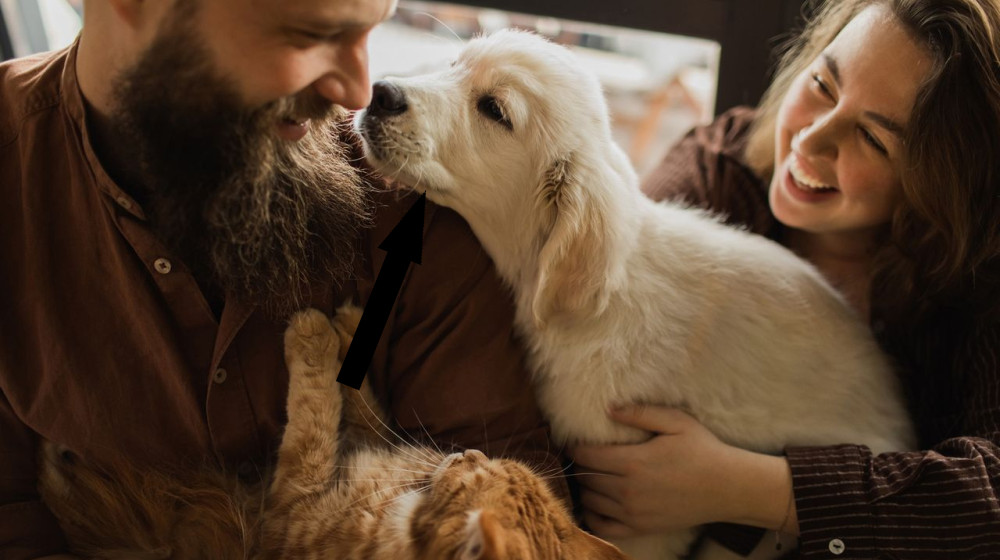  Are we more closely related to cats or dogs? 
