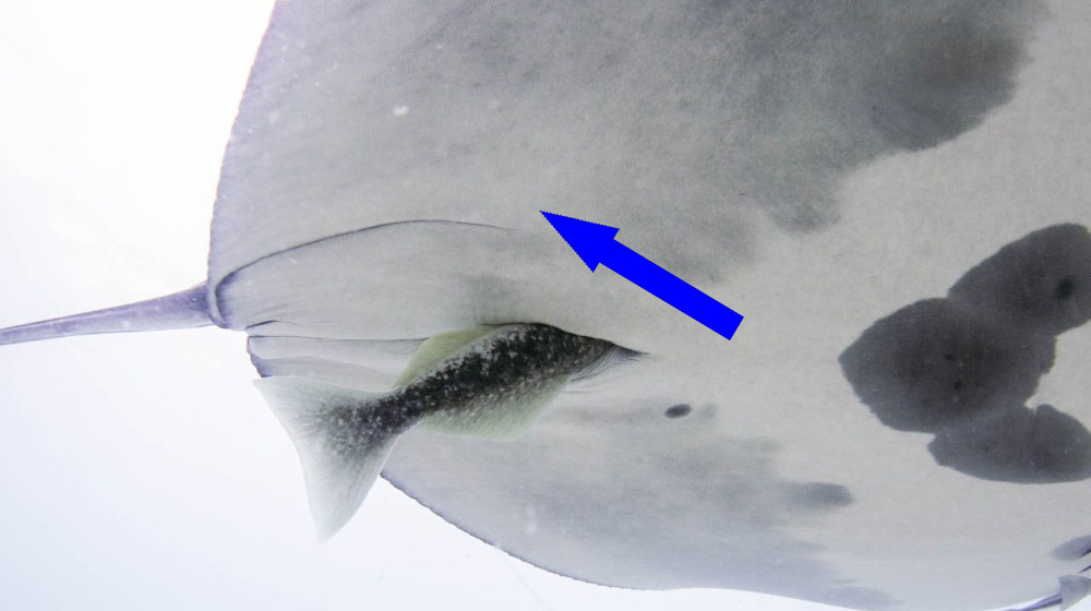  'A combination of amazement and horror': Hitchhiker fish hide in manta ray buttholes 