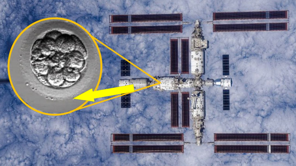  China launches 'human artificial embryos' to space in bid to see whether reproduction is possible off-world 