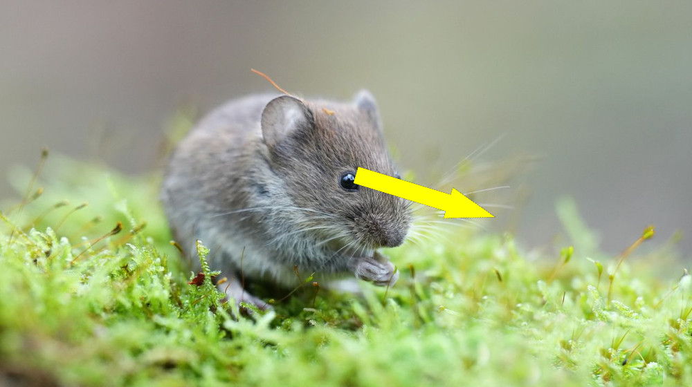  Scientists got mouse eyes to perform photosynthesis ‪—‬ and no, they didn't turn green 