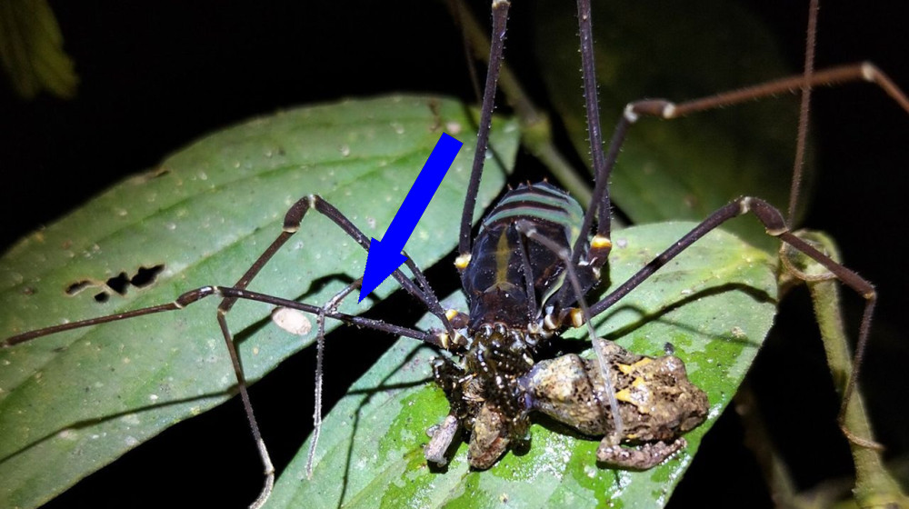 Таинственные охотники тропиков: как пауки Daddy longlegs ловят и поедают лягушек
