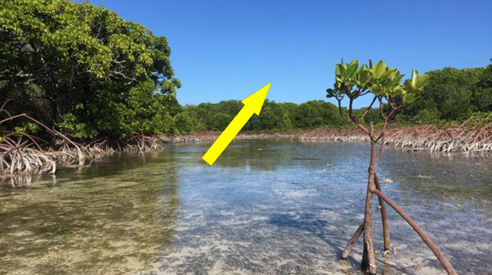 Satellite images reveals mangroves rebounding worldwide — but here's why they could still 'drown' 