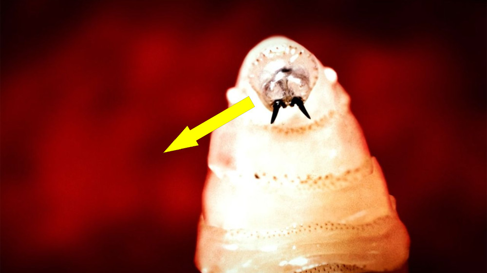  Flesh-eating screwworm found in Texas cow. Are humans at risk? 