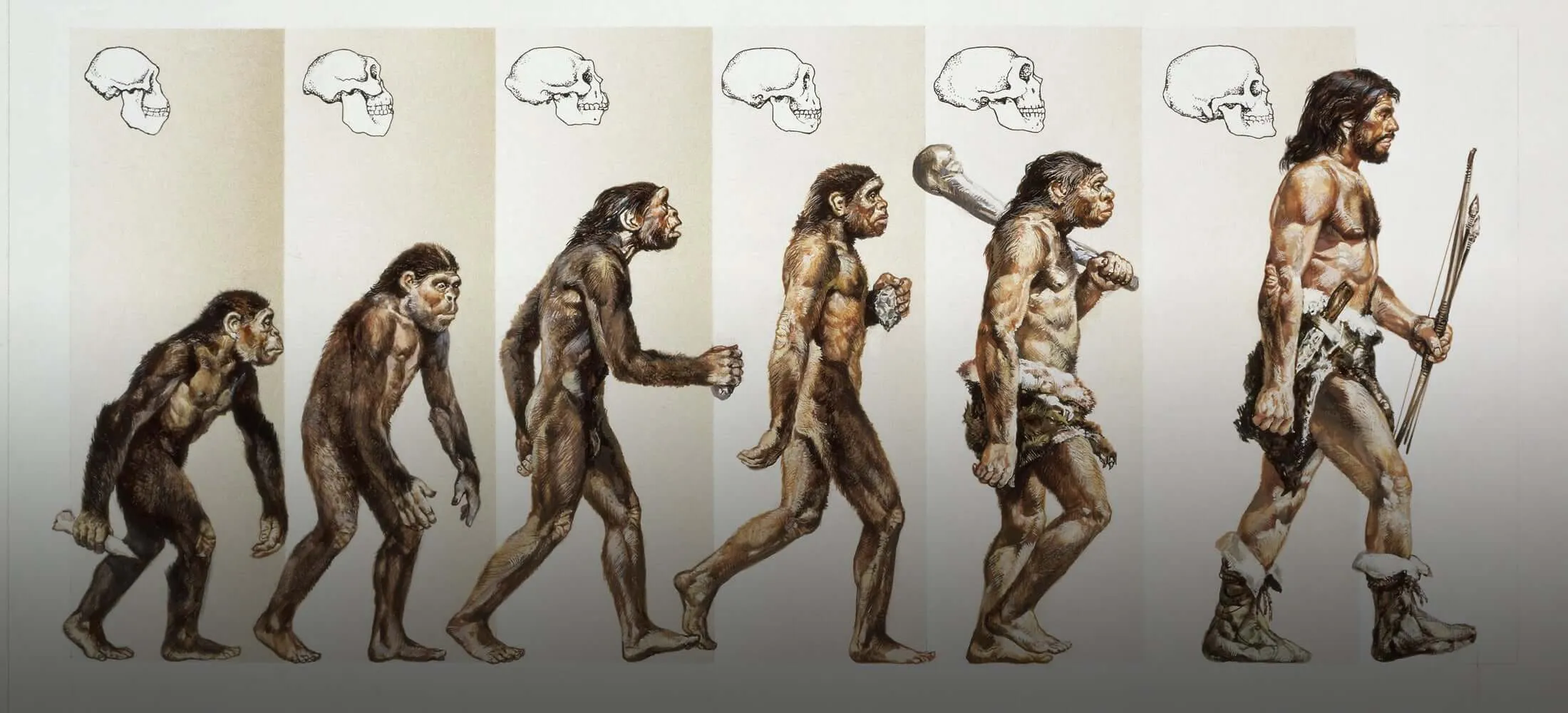 Homo sapiens возник из ДВУХ популяций, разлучённых на 1,2 миллиона лет